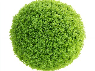 Poster - A vibrant green bush shaped like a perfect sphere.