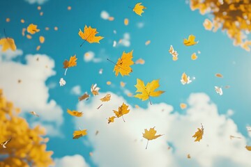 Wall Mural - falling autumn maple leaves leaf sky outdoors.