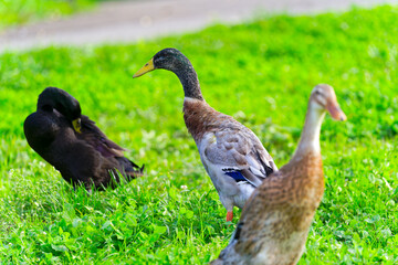 Group of male and female Indian runner ducks grazing on meadow at organic Swiss farm at City of Zürich. Photo taken October 7th, 2024, Zurich, Switzerland.