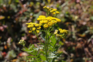 Medicinal plant tansy in the field on a summer day