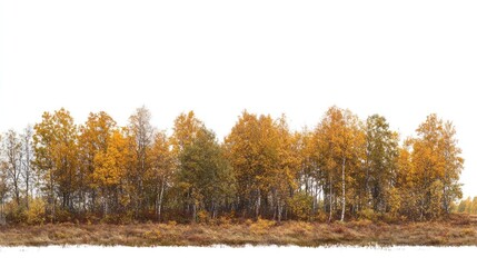 Canvas Print - Forest autumn landscape outdoors.