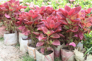 coleus red velvet plant on nursery