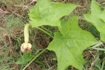 Luffa tree seedling on farm for harvesting