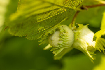 Two unripe hazelnuts growing under green leaves