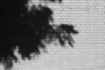 Wall Mural - Shadows of trees and leaves falling on a brick wall in black and white.