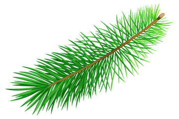 Wall Mural - Green Christmas tree branch on a white background