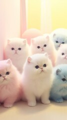 Wall Mural - Exotic Shorthair animal mammal kitten.