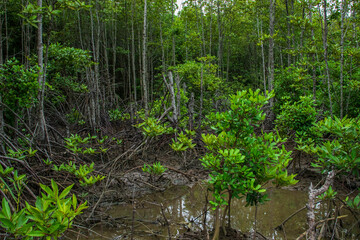 Aceh mangrove forest