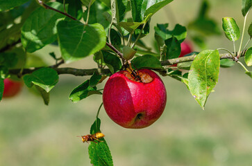 Wall Mural - Red apple with hole hanging on branch. Wasps eat ripe apple. Apple orchard with insects in autumn. Blur