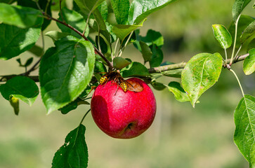 Wall Mural - Wasps eat ripe apple. Red apple with hole hanging on branch. Apple orchard with insects in autumn.