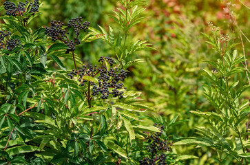 Wall Mural - Ripe bouquet of black elderberry on bush. Autumn forest soothing landscape. Blurred background.