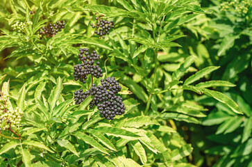 Wall Mural - Ripe bunch of black elderberry on bush. Healthy food and cooking. Herbal treatment. Selective focus.