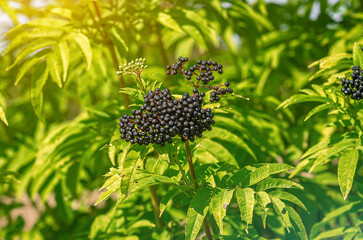 Wall Mural - Ripe bunch of black elderberry on bush. Healthy food and cooking. Herbal treatment. Selective focus.