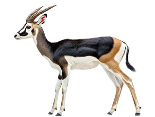 Wall Mural - blackbuck isolated on transparent background