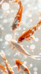 Poster - Koi fish animal carp sea life.