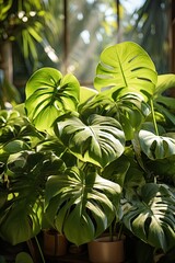 Wall Mural - Large monstera leaves fill the lush greenhouse, reflecting sunlight that filters through the glass, creating an inviting and tranquil atmosphere for plant lovers