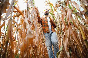 A young farmer checks the corn crop in the field. The concept of agrarian business