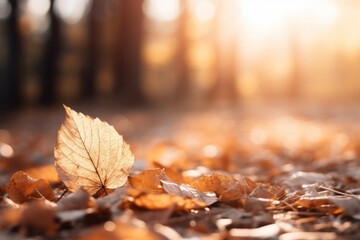 Poster - Autumn backgrounds sunlight outdoors.