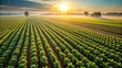 © Sayfar - Minimalist drone perspective of vast tobacco fields under early morning sun highlighting sustainable farming practices