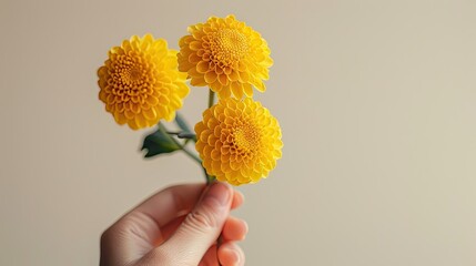 Poster - A hand holding three orange chrysanthemums 