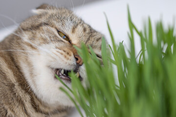 The cat is eating weed.