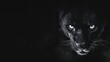 © Todd's Studio - black background with an dangerous animal white eyes watching