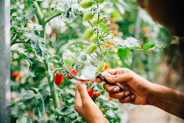 A black woman botanist inspects a tomato plant with a magnifying glass for lice ensuring vegetable quality in herbology research. Expertise and learning in plant science and farming.