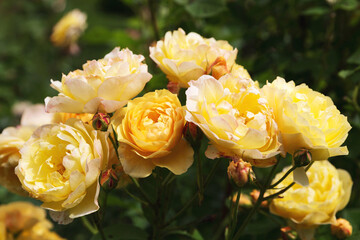 Wall Mural - a bush of yellow fresh roses on a sunny day, petals with red spots from cold dew in autumn. rose gra