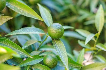 A green leafy tree with two small green fruits on it