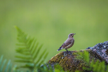 Wall Mural - small robin pearched on a rock