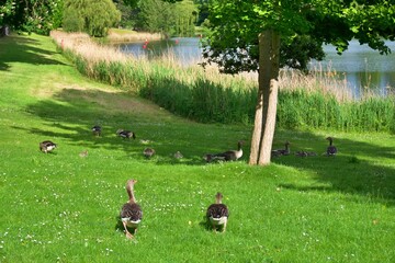 two geese in the park