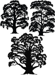 Wall Mural - isolated on white lush three trees silhouettes