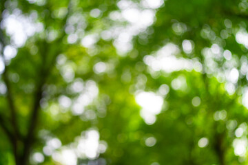 Nature green leaf on blurred greenery background in forest and sunlight with copy space. Background of natural green plants landscape, ecology wallpaper. Blurred background of spring nature.