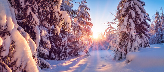 Wall Mural - View of the snowy forest in wintertime.