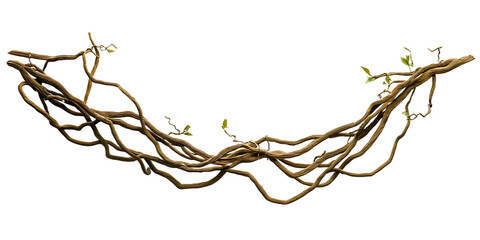 Twisted wild liana jungle vine isolated on white background, 