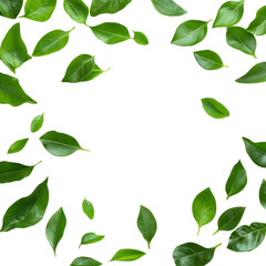 Wall Mural - Fresh green leaves scattered on a clean Png background creating a vibrant and natural aesthetic, fresh green leaves on Png backgroundfile