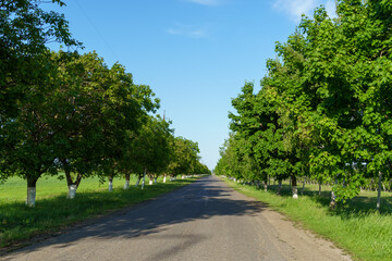 rural road in summer, beautiful summer landscape