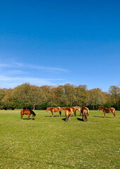 Wall Mural - wild horses and ponies on a green moor with trees in the background and a clear beautiful blue sky