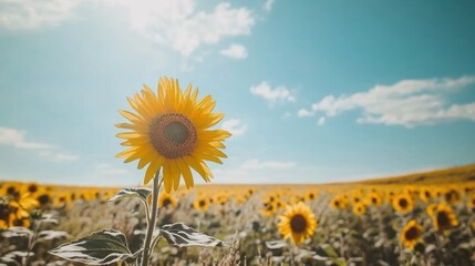 Canvas Print - A Single Sunflower in a Field of Yellow Blooms Against a Blue Sky