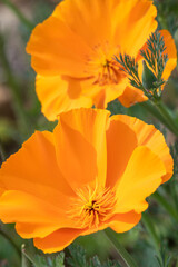 Wall Mural - California poppies (eschscholzia californica) in bloom