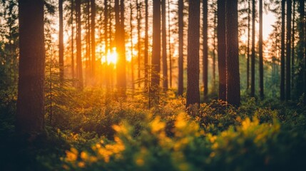 Sticker - Sunset Through a Dense Forest with Sunlight Filtering Through the Trees