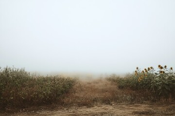 Poster - Sunflowers Emerging From Foggy Field