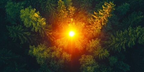 Poster - A beautiful aerial view captures the golden glow of sunlight filtering through lush green treetops. This image showcases the tranquility of nature. Perfect for inspiring a sense of calm. AI