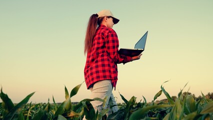 Farmer woman with laptop in green corn field. Agriculture. Agronomist on farm, Modern digital technologies. Farmer man in corn field works with computer, Business Farm. Active Worker works on farm