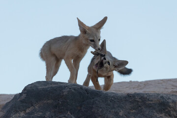 Wall Mural - Two Kit Fox cubs play with a stick, one trying to grab it from the other as the late evening sky sheds a gentle soft light on the scene at the den in Southern Utah, USA.