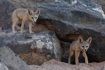 Wall Mural - Two young Kit Foxes look intently at something to the right of the camera, interrupting their play for a moment as the day fades to dusk on a summer day in the lowland desert of Southern Utah, USA.
