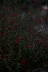 red green plant