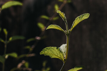 close up of plant