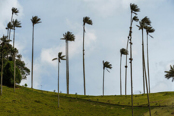 Palm tree from Colombia