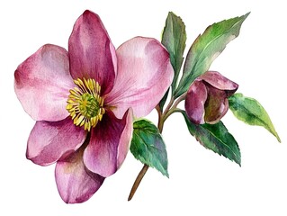 Canvas Print - Watercolor clipart of a single hellebore bloom, isolate on white background 